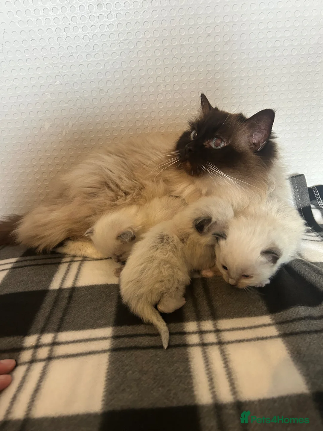 Ragdoll cats for sale: Ragdoll kittens 💕💙 - Advert 1