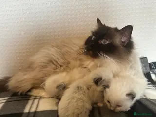 Ragdoll cats Ragdoll kittens 💕💙 - Advert 4