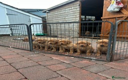 Labrador Retriever dogs for sale: Stunning KC Fox Reds  - Advert 2