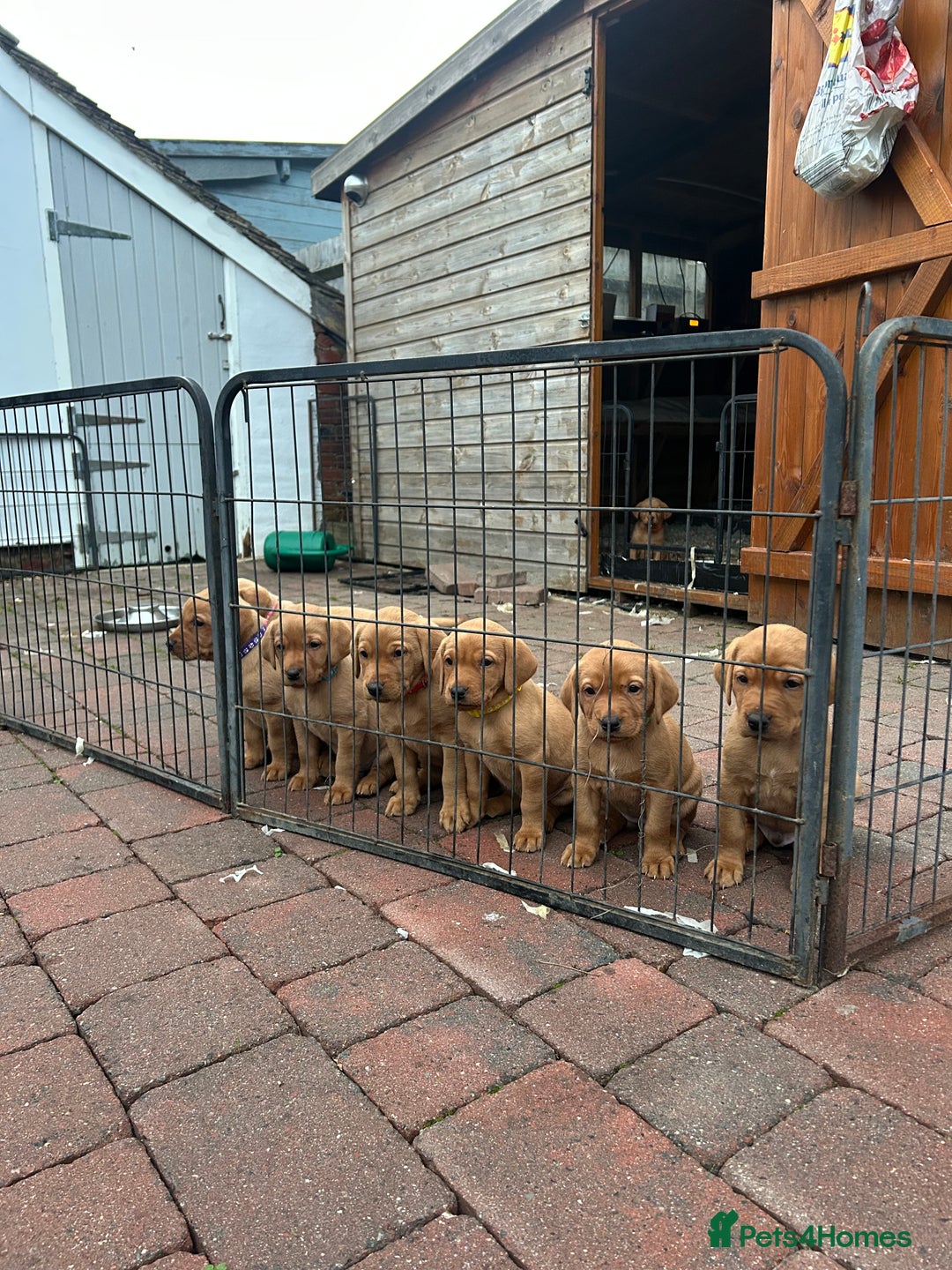 Labrador Retriever dogs for sale: Stunning KC Fox Reds  - Advert 2
