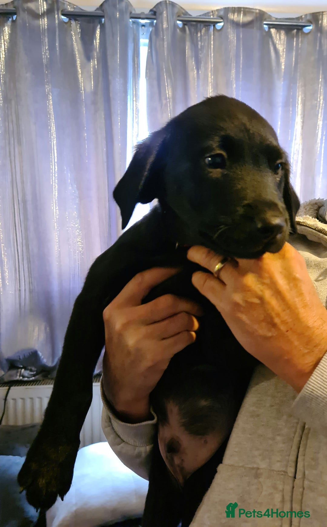 Borador dogs for sale: Male Borador Pups - Image 4