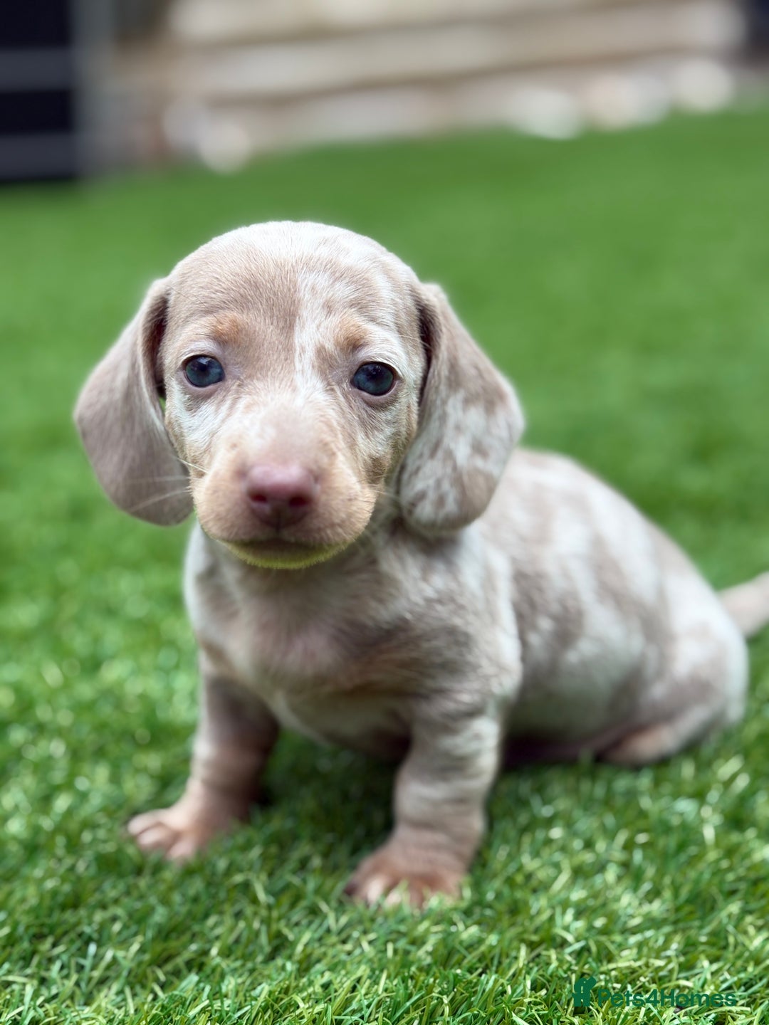 Miniature Dachshund dogs for sale: 🐾 stunning Miniature dachshund pups🐾  - Image 7