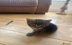 Domestic Shorthair cats for sale: 6 beautiful kittens for sale - Image 1