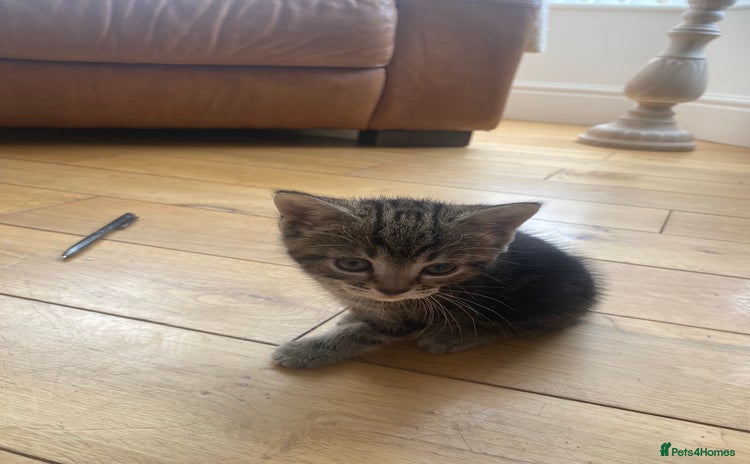 Domestic Shorthair cats - Advert 1