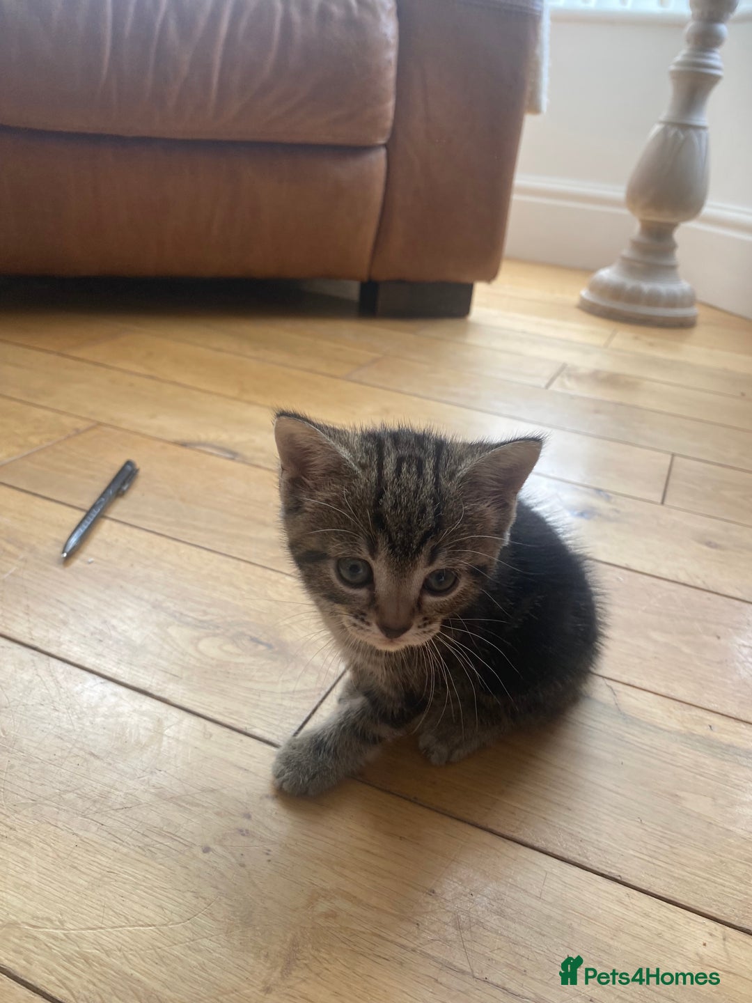 Domestic Shorthair cats for sale: 6 beautiful kittens for sale - Image 1