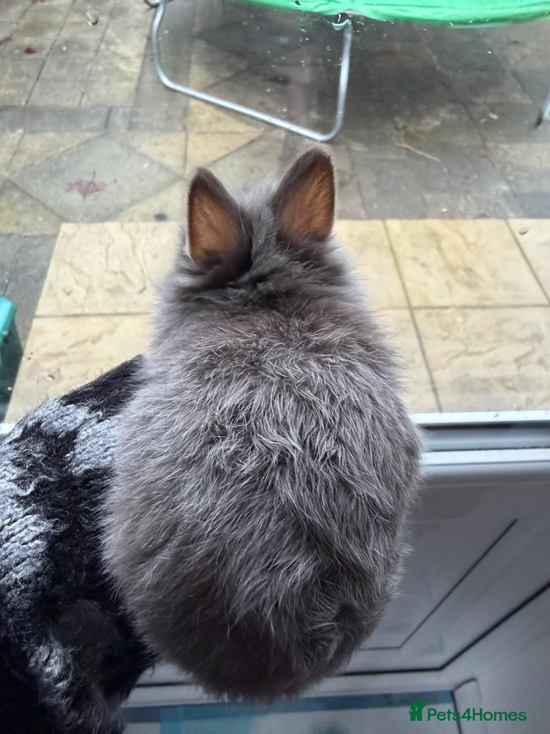 Mixed Breed rabbits for sale: Lionhead X Netherland Dwarf Bucks - Advert 4