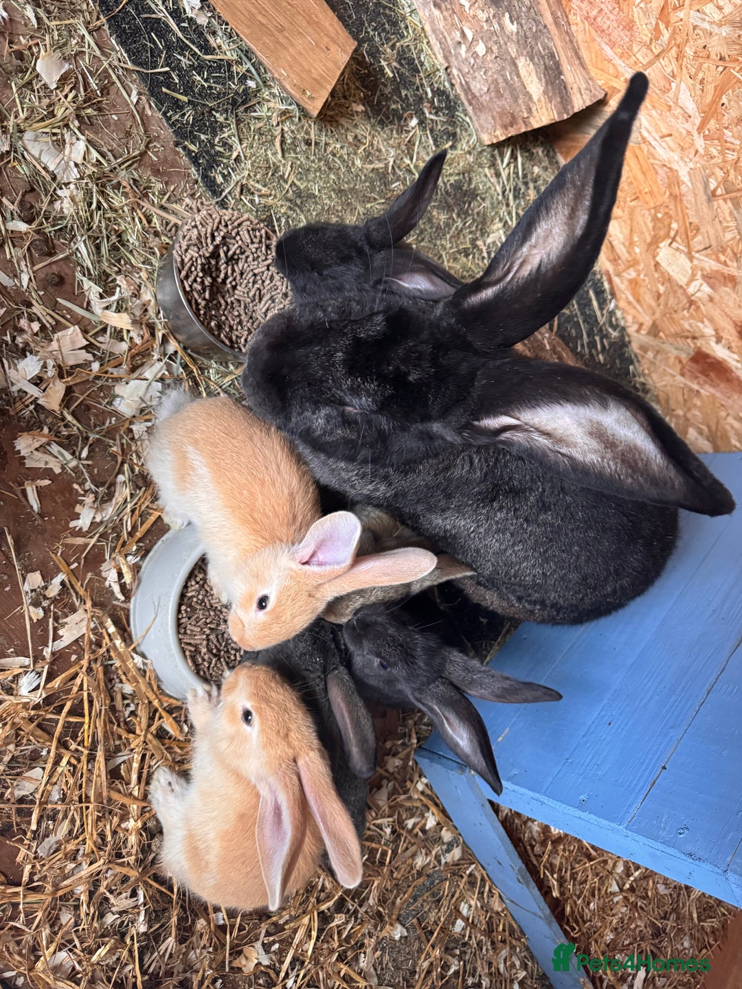 Continental Giant rabbits for sale: Pure Bred Continental Giant Rabbits  - Image 28