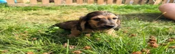Miniature Dachshund dogs for sale: 5 Mini Smooth & 1 Mini Long Haired Dachshunds - Advert 11