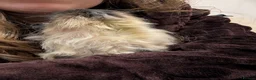 Guinea Pig rodents for sale: Texel boar duo - Advert 3