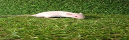Rat rodents for sale: DWARF RATS - Advert 15