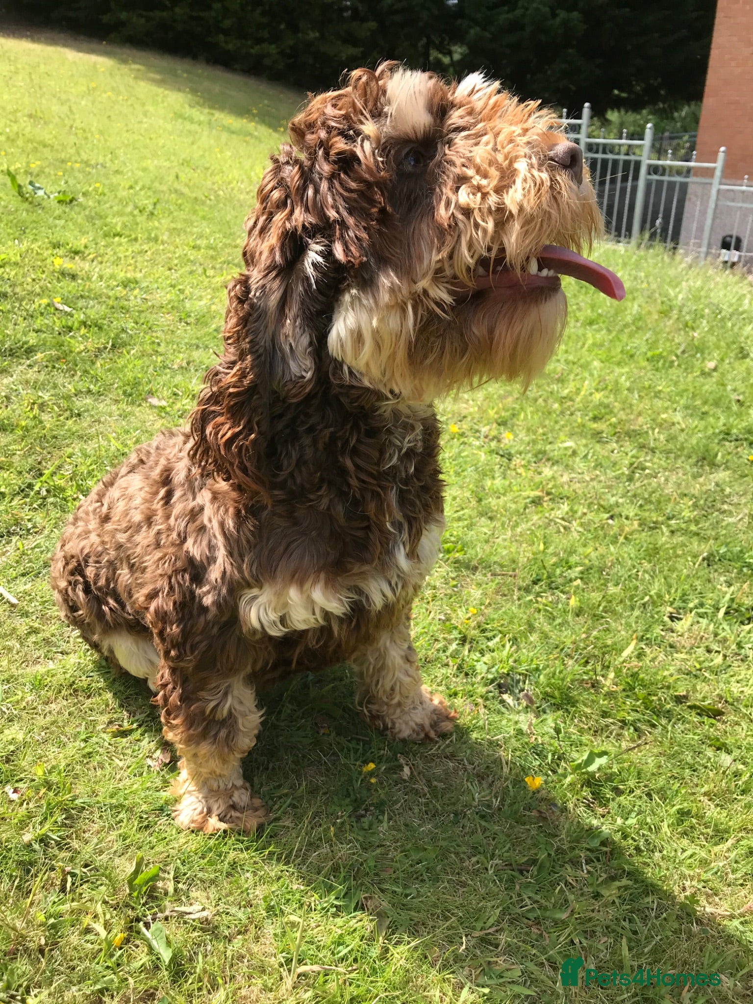 Cockapoo dogs F1b mini cockapoos. Fully health tested  - Advert 2