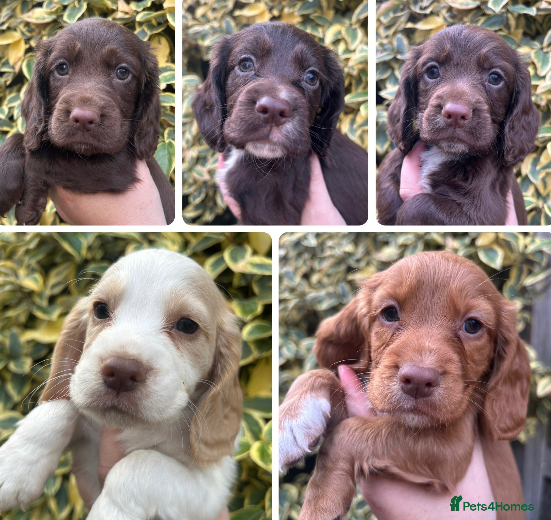 Cocker Spaniel dogs FtCh Sired KC Reg Working Cocker Pups - Advert 3