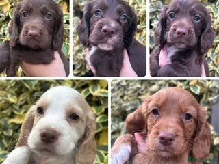 Cocker Spaniel dogs FtCh Sired KC Reg Working Cocker Pups - Advert 3