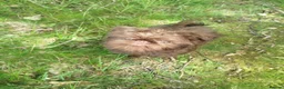 Griffon Bruxellois dogs for sale: Chocolate male - Advert 13
