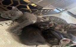 British Shorthair cats for sale: Kitten  - Image 10