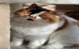 British Longhair cats for sale: 💎 Beautiful girl Tiger Lily 💎 - Image 3