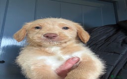 Australian Labradoodle dogs for sale: Stunning Multigen Mini Australian Labradoodle mix. - Image 25