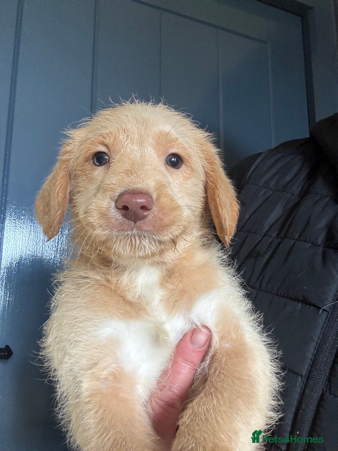 Australian Labradoodle dogs for sale: Stunning Multigen Mini Australian Labradoodle mix. - Image 25