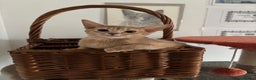 Abyssinian cats for sale: Pure pedigree fawn Abyssinian kittens 🐱  - Advert 1