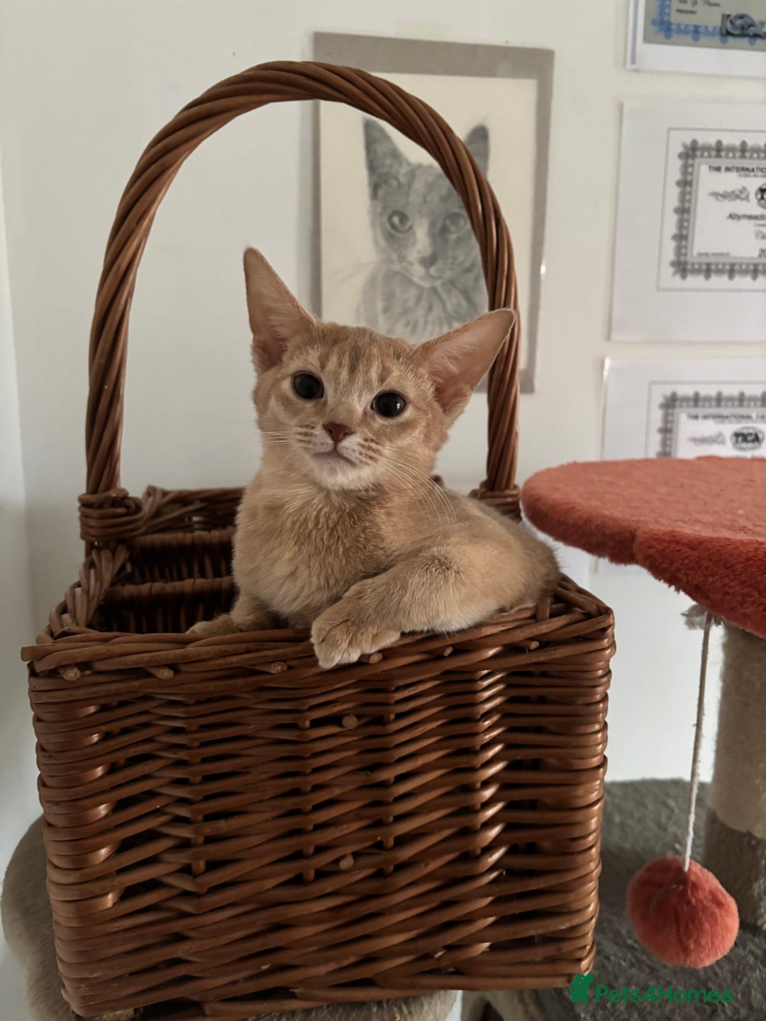 Abyssinian cats for sale: Pure pedigree fawn Abyssinian kittens 🐱  - Advert 1