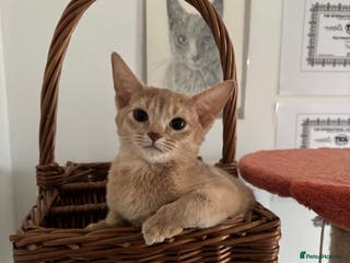 Abyssinian cats Pure pedigree fawn Abyssinian kittens 🐱 - Advert 2