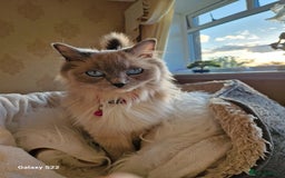 RagaMuffin cats for sale: Ragamuffin female  - Image 2