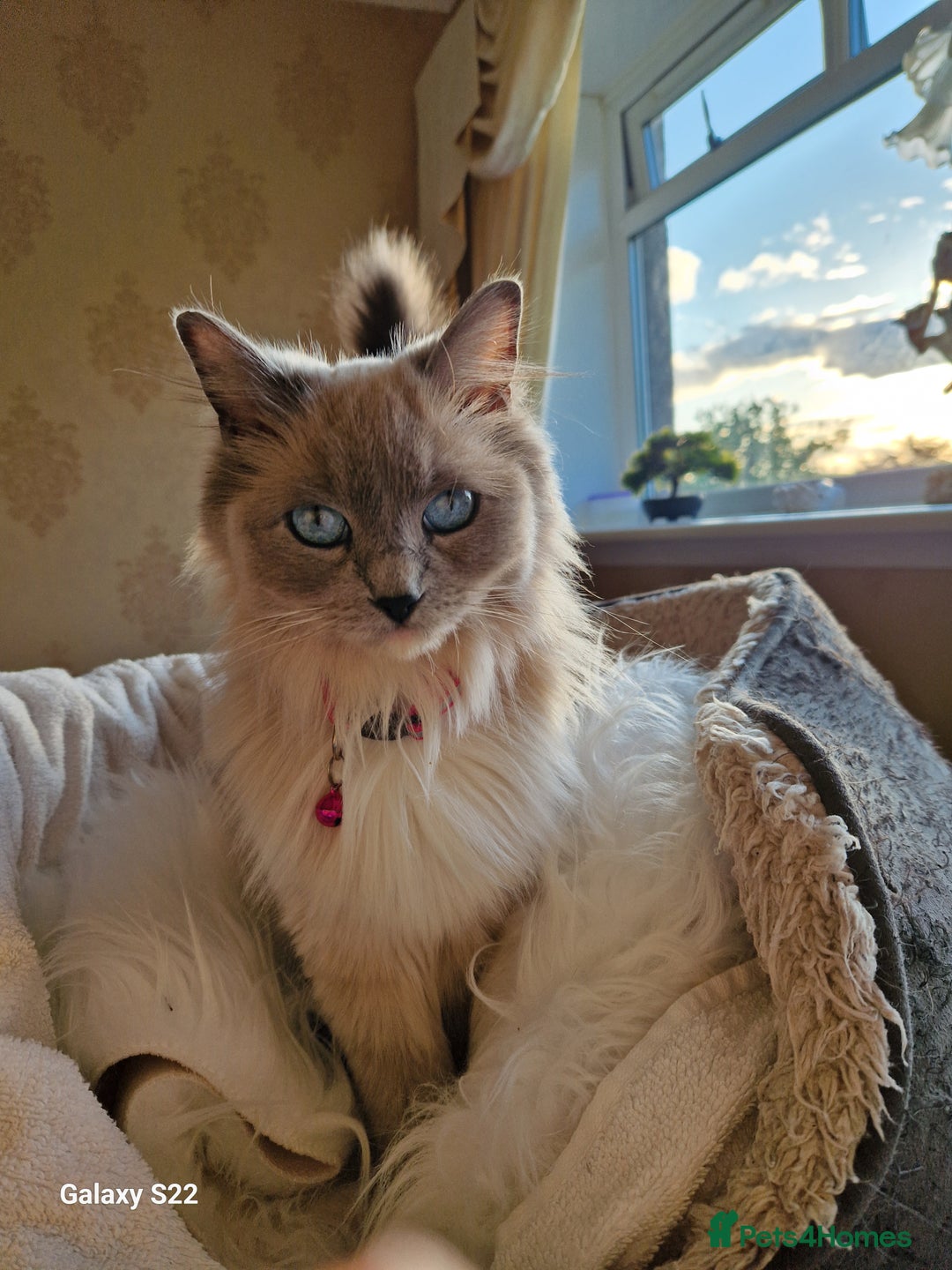 RagaMuffin cats for sale: Ragamuffin female  - Image 2