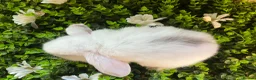 Mini Lop rabbits for sale: Gorgeous pure Mini lops and mini lion lops  - Advert 15