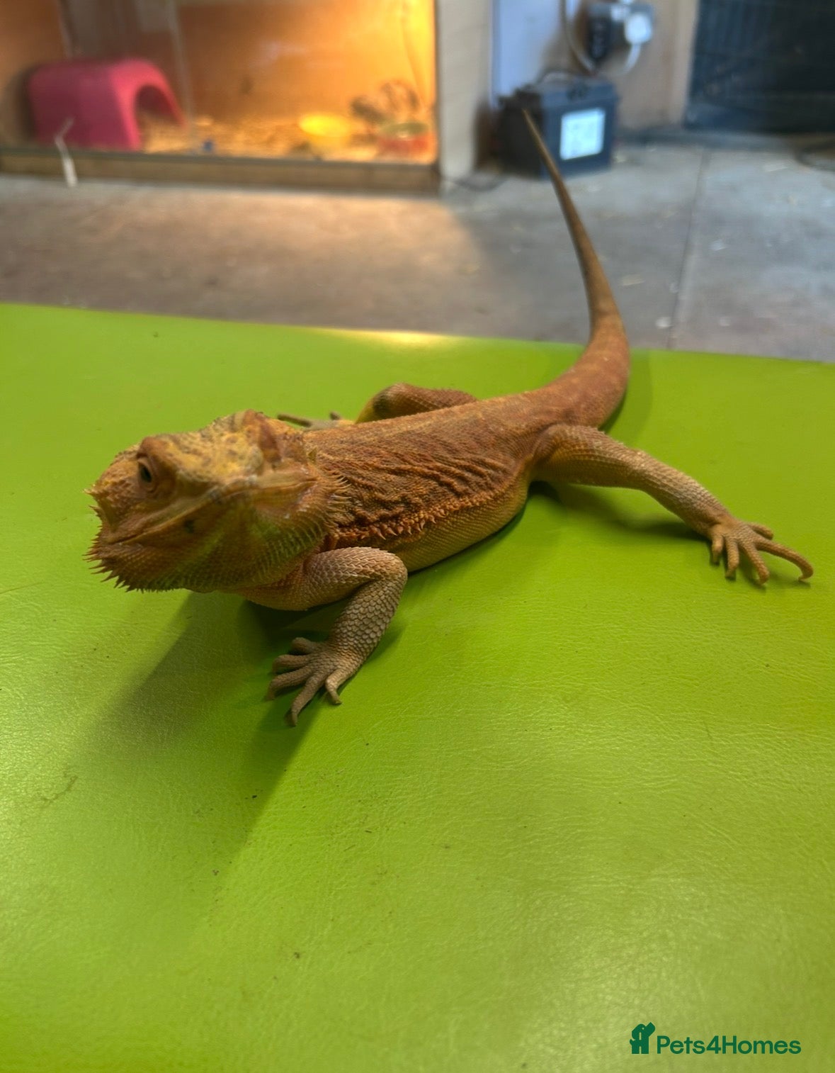 Bearded Dragon reptiles Bearded Dragon for Sale  - Advert 1