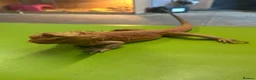 Bearded Dragon reptiles for sale: Bearded Dragon for Sale  - Advert 1