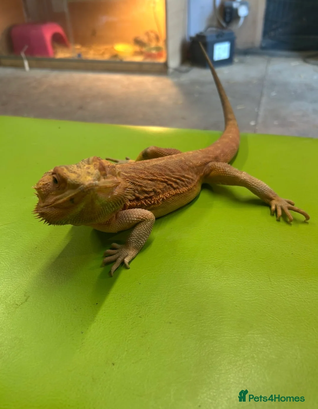Bearded Dragon reptiles for sale: Bearded Dragon for Sale  - Advert 1