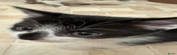 Mixed Breed cats for sale: cute kittens  - Advert 13