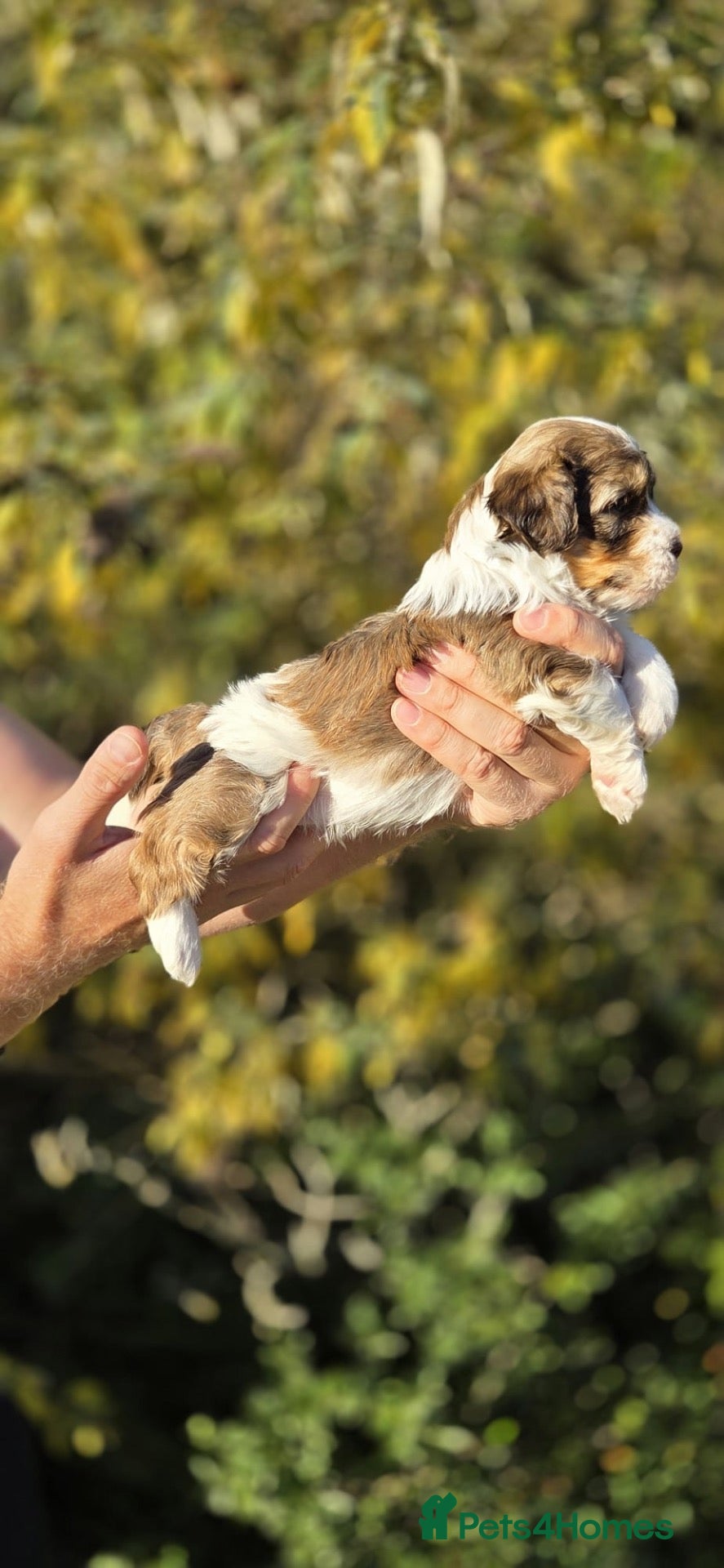 Havanese dogs Handsome havanese boy !!  - Advert 1