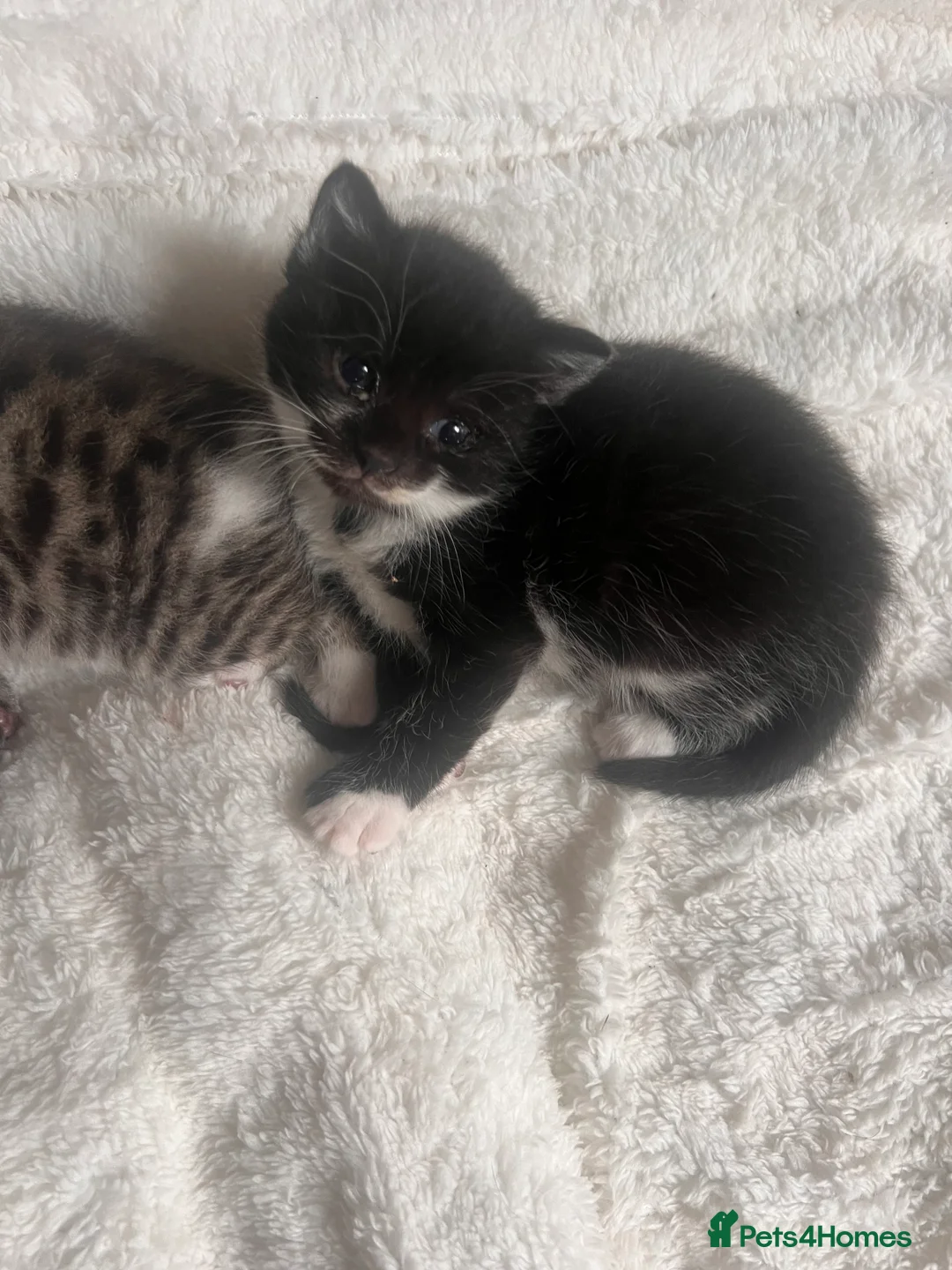 Mixed Breed cats for sale: 4 ragdoll/russian blue mixed kittens  in Warrington - Advert 2