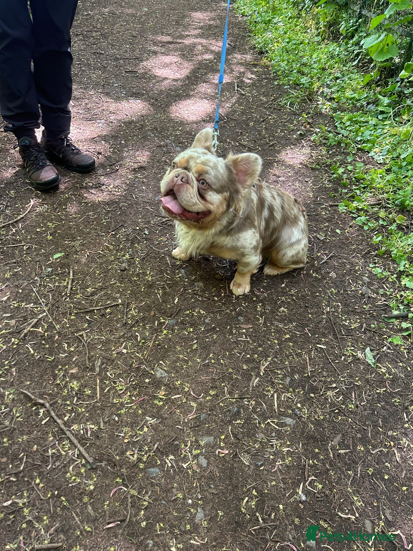 French Bulldog dogs Teddy 🧸 the Fluffy French bulldog  - Advert 1