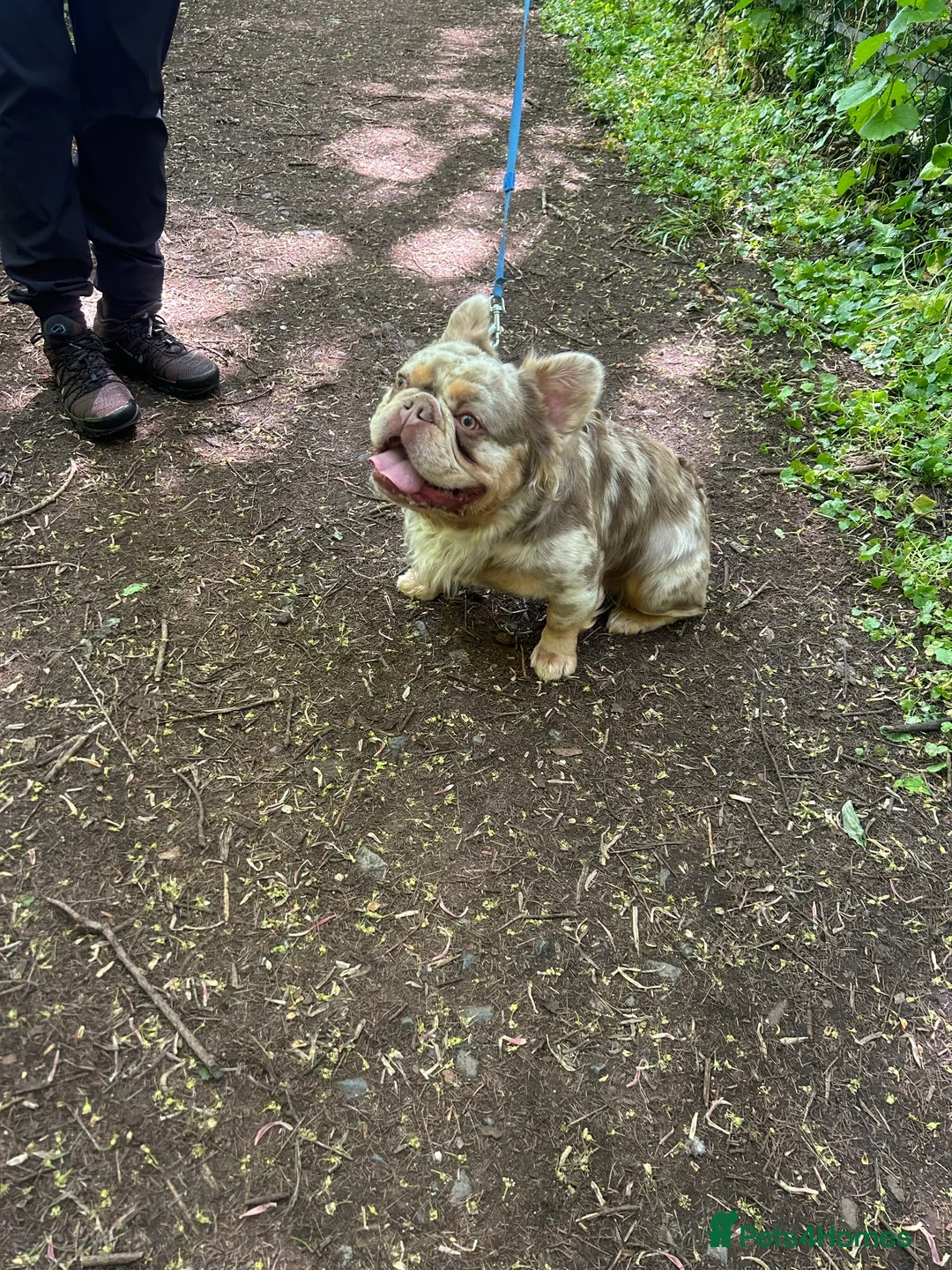 French Bulldog dogs for stud: Teddy 🧸 the Fluffy French bulldog  - Advert 1
