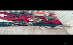 Miniature Dachshund dogs for sale: Beautiful sausages available - Image 6