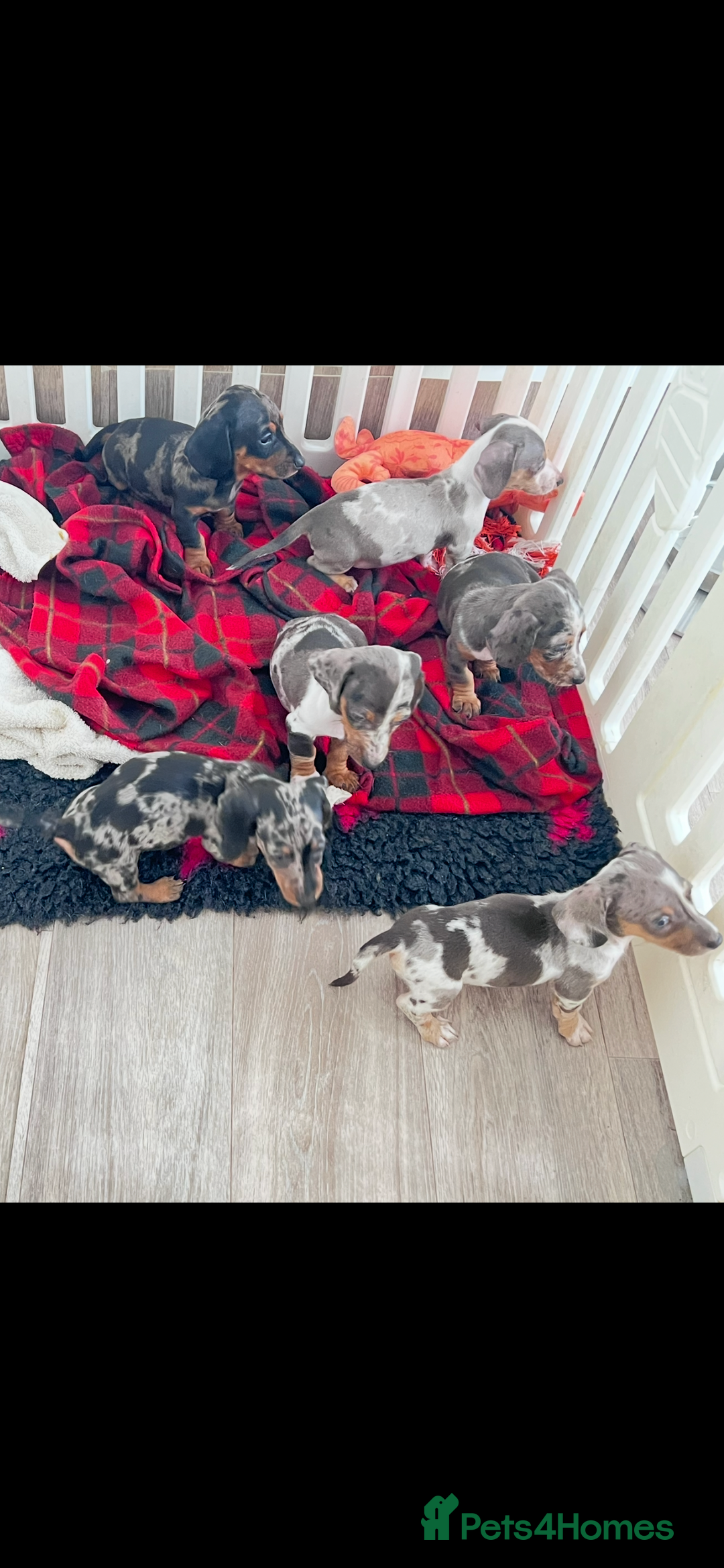 Miniature Dachshund dogs for sale: Beautiful sausages available - Image 6