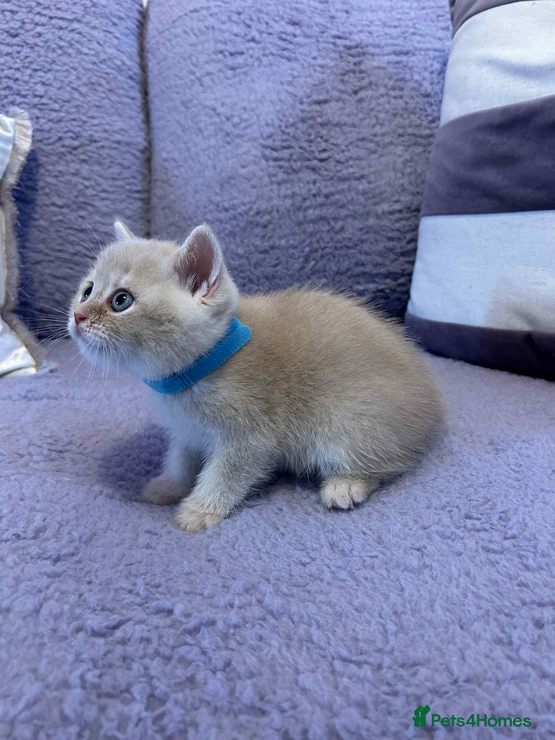 British Shorthair cats for sale: 🐾 Gorgeous British Shorthair Kittens 🐾 - Image 11