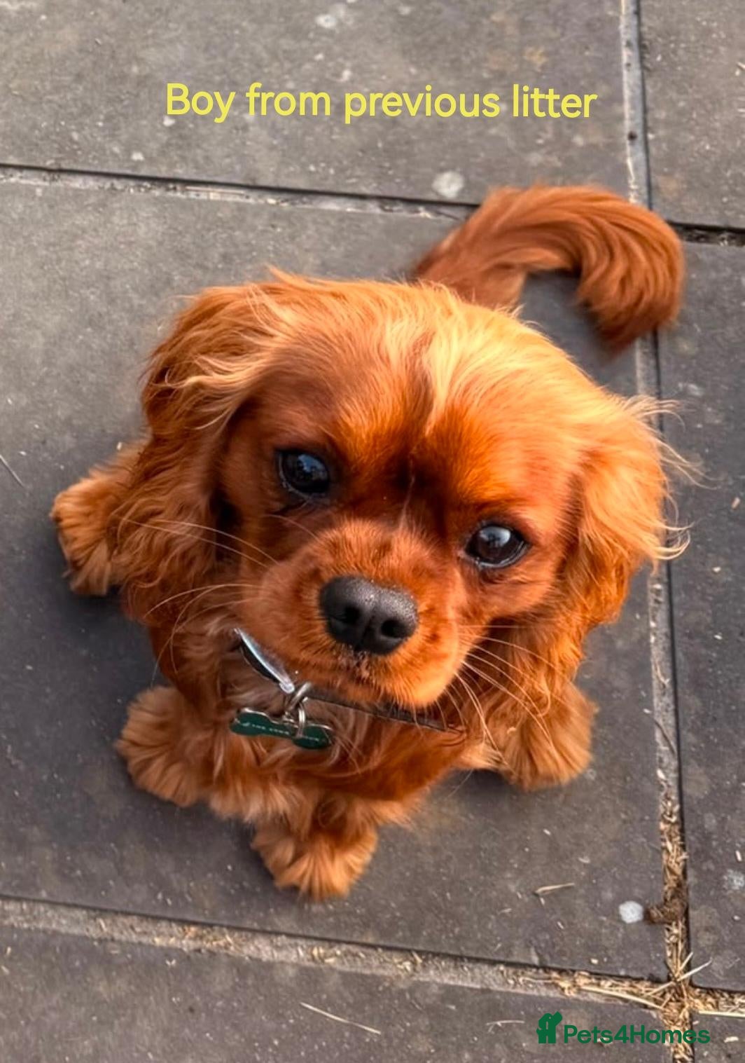 Cavalier King Charles Spaniel dogs Beautiful KC and DNA tested cavalier boys - Advert 2