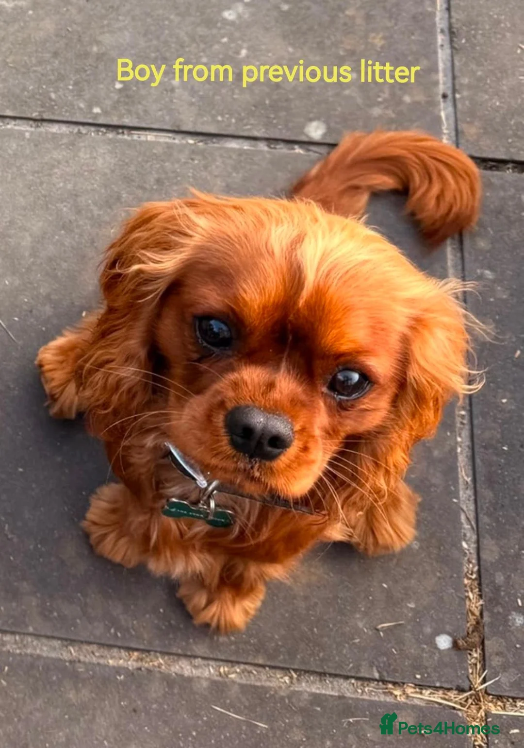 Cavalier King Charles Spaniel dogs for sale: Beautiful KC and DNA tested cavalier boys in Weston-super-Mare - Advert 2