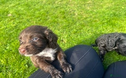 Sprocker dogs for sale: Sprocker spaniel puppies - Image 4