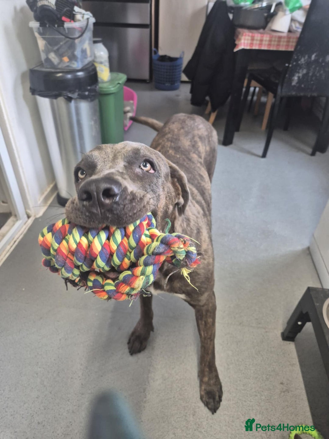 Cane Corso dogs for sale: Frankie in need of a loving home - Image 1