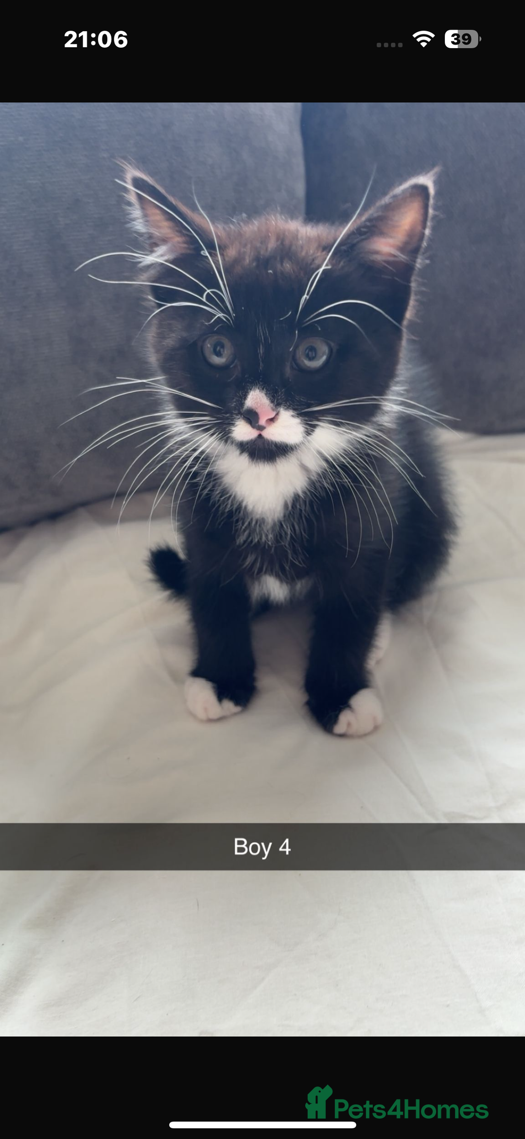 British Shorthair cats for sale: 2 beautiful male kittens for sale!  - Image 2