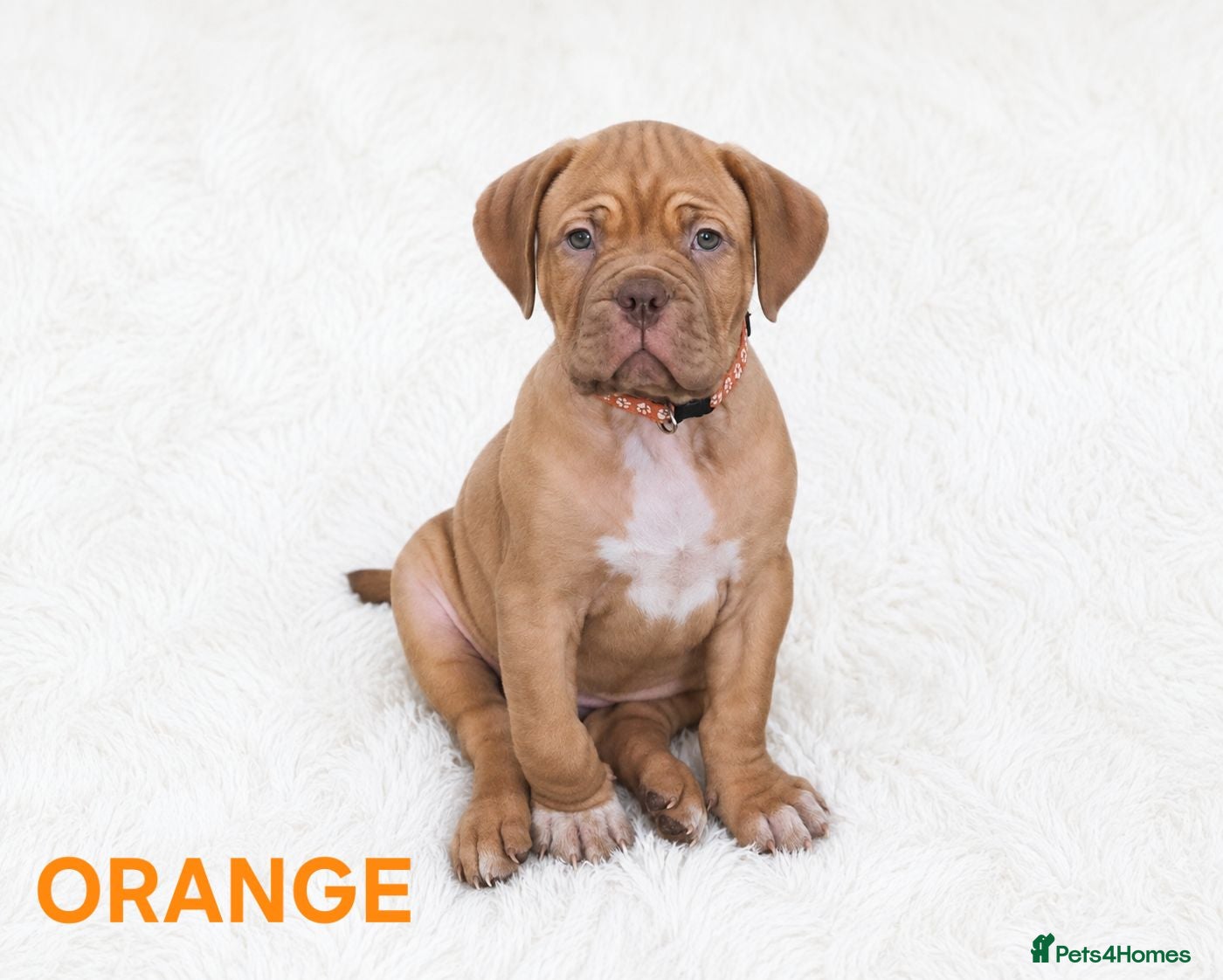 Dogue De Bordeaux dogs  PRICE REDUCED – LAST 2 FEMALES – READY NOW! - Advert 1