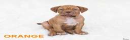 Dogue De Bordeaux dogs for sale:  PRICE REDUCED – LAST 2 FEMALES – READY NOW! - Advert 1