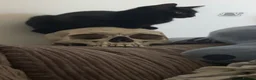 Bombay cats for sale: Black male kitten  in Peterborough - Advert 3