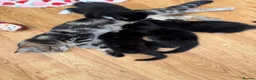 Mixed Breed cats for sale: Beautiful black & white kittens for sale  - Advert 13