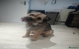 Border Terrier dogs for stud: Border Terrier for stud £150 in Bewdley - Image 1