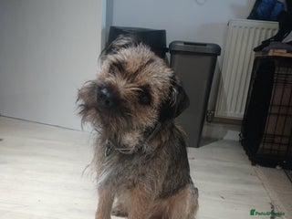 Border Terrier dogs in Bewdley - Advert 1